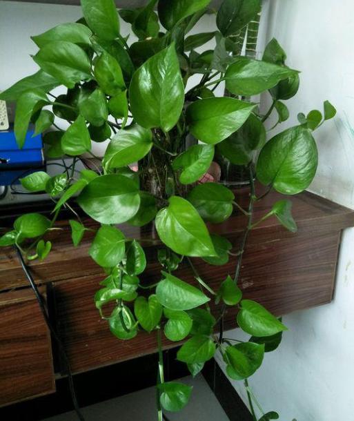 绿萝怎么浇水才养得旺盛,怎样给绿萝浇水才能长得更旺盛