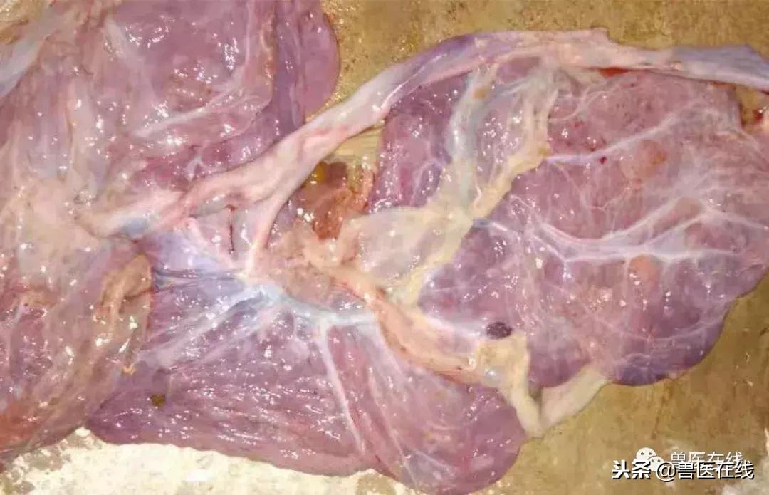 母猪胎衣怎么看病情,如何通过猪胎衣判断疾病