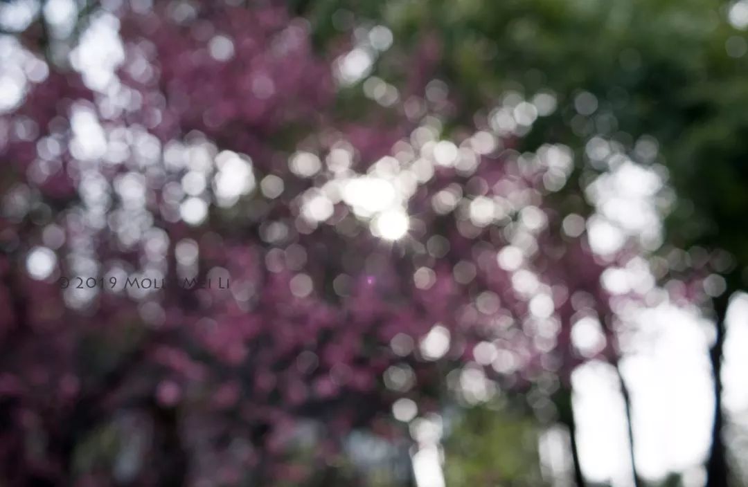 康泰时f2镜头评测,康泰时contaxg21f2.8镜头