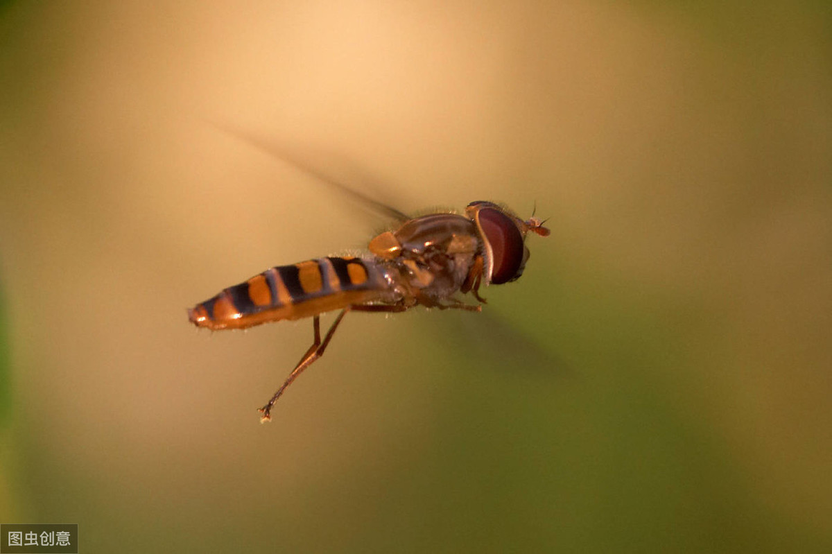 长得像蜜蜂确是苍蝇的亲戚，行为又是益虫的一种生物——食蚜蝇