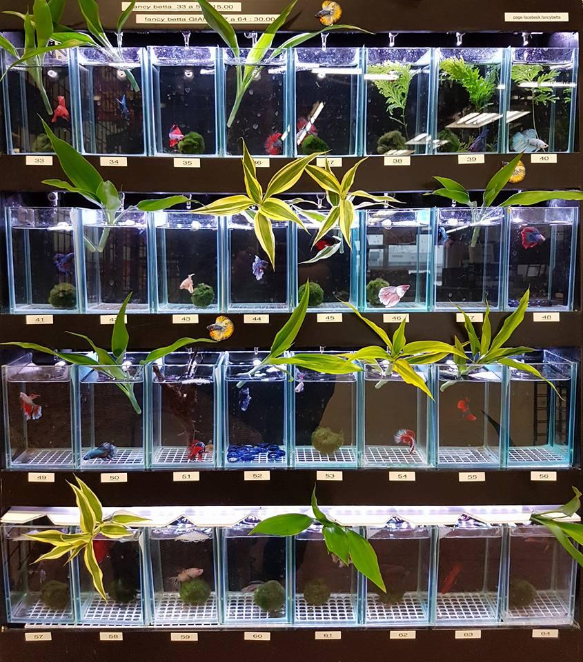 泰国斗鱼和中国斗鱼繁殖出来的苗,泰国斗鱼vs泰国斗鱼