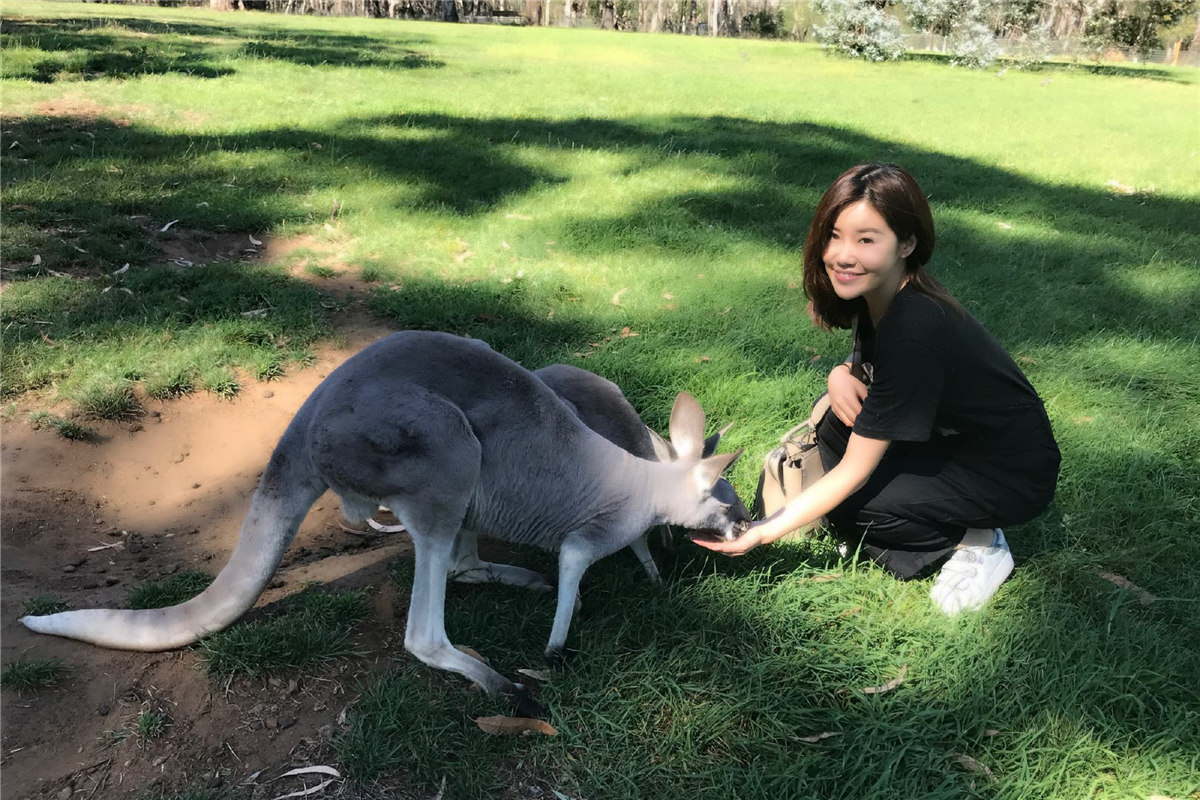 澳大利亚袋鼠有多可怕 (袋鼠为什么称霸澳大利亚)