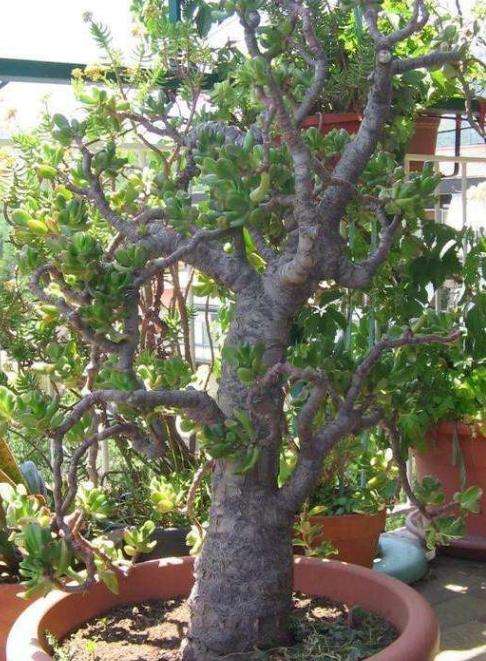 盆景树桩怎样让主干粗壮,盆景如何快速粗壮