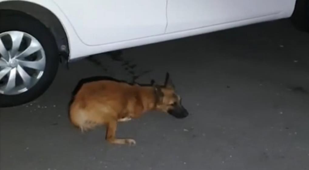 流浪狗脚萎缩只能「袋鼠跳」,生存艰难,终被好心人在车底发现