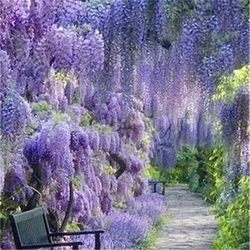紫藤中最有名的品种叫什么名字,非常好种不需要太阳的紫藤品种