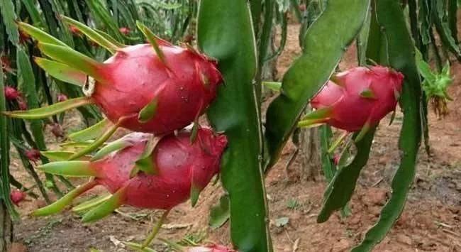 燕窝火龙果种植技术辅导,农广天地火龙果种植技术