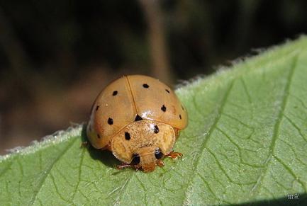 吃肉的瓢虫是农夫的好帮手，别再将它们一网杀尽啦！