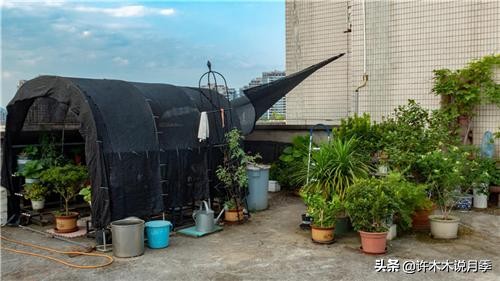 不耐晒的月季夏天怎么办,盆栽月季严重晒伤脱水怎么救