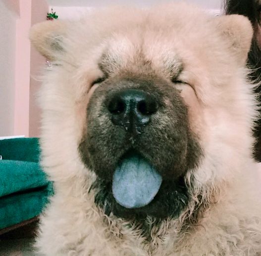 小松狮犬与松狮犬的区别,家有宝宝养小狗合适吗