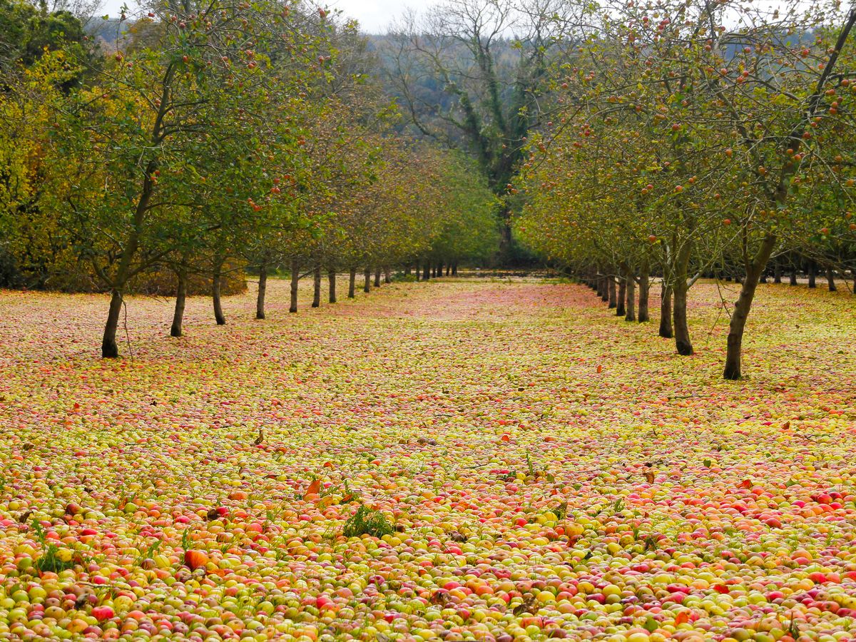 30张活久见的动物图,30张活久未见的老照片