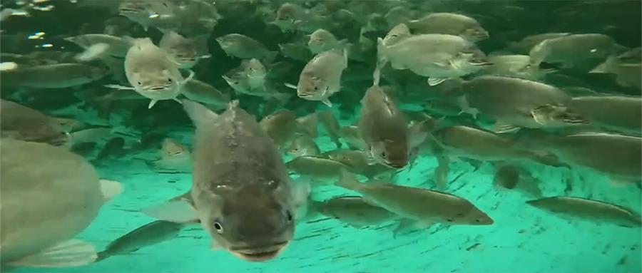 中秋送礼，除了螃蟹还能送什么？新晋网红美食礼品：翡翠斑鱼