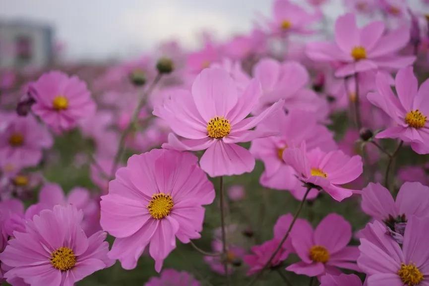 微距为什么都是超广角,微距为什么要三脚架和灯