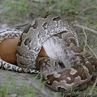 动物进化装备大全,食肉动物大对决