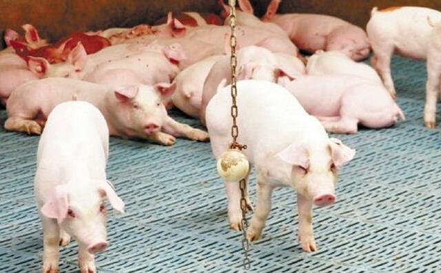 养猪真的很难吗,养猪难不难的问题