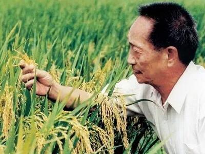 菊花，绿茶，老王，中国名词的沦陷