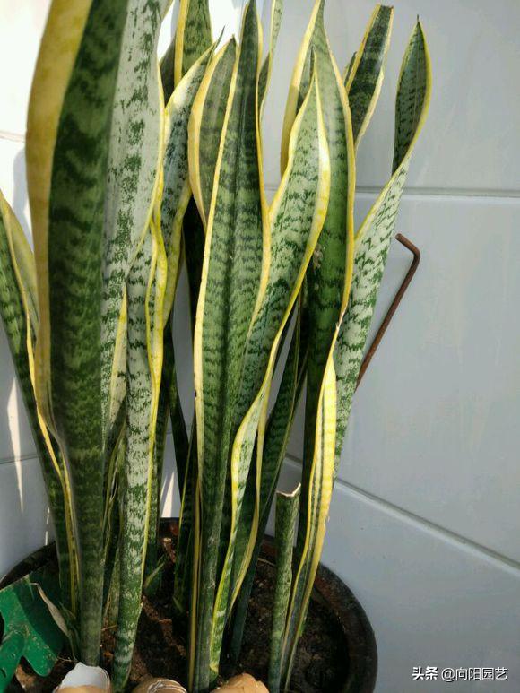 虎皮兰爆小崽但不长高,虎皮兰从底下长出小芽