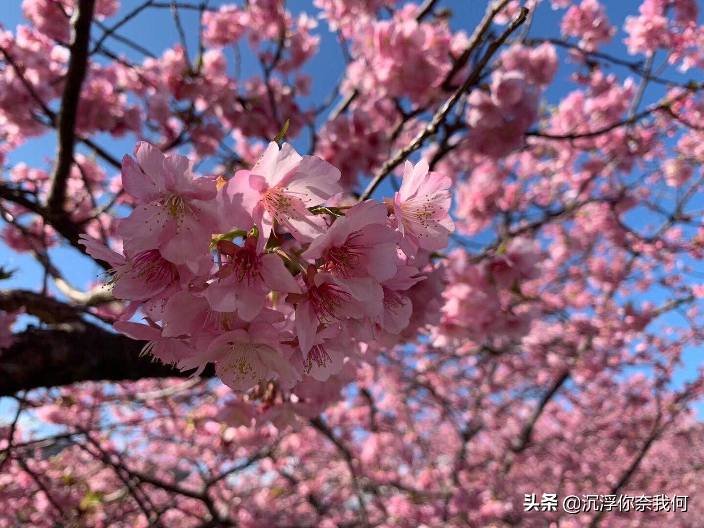 烟花三月来踏青可好,江城三月赏樱