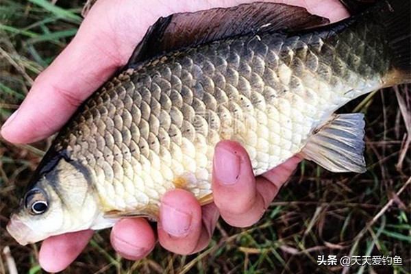 商品饵料野钓鲤鱼公认最强饵料,黑坑饵料与野钓饵料的区别是什么