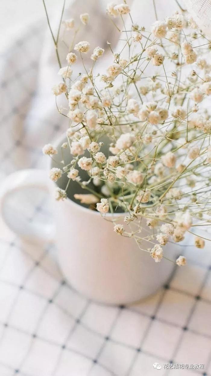 学花艺必备的花语,花艺师要知道的花与花语