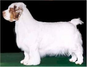 世界上一百种狗的图片,世界十种名贵狗