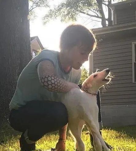 短腿柯基跟长腿柯基,鼻子很高的柯基