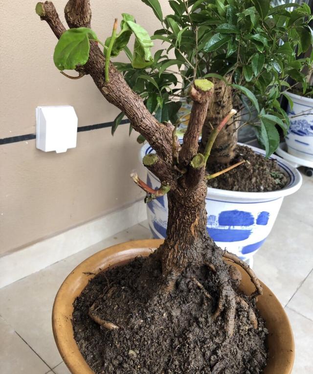 普通三角梅怎么样养成盆景,家庭养好三角梅的诀窍