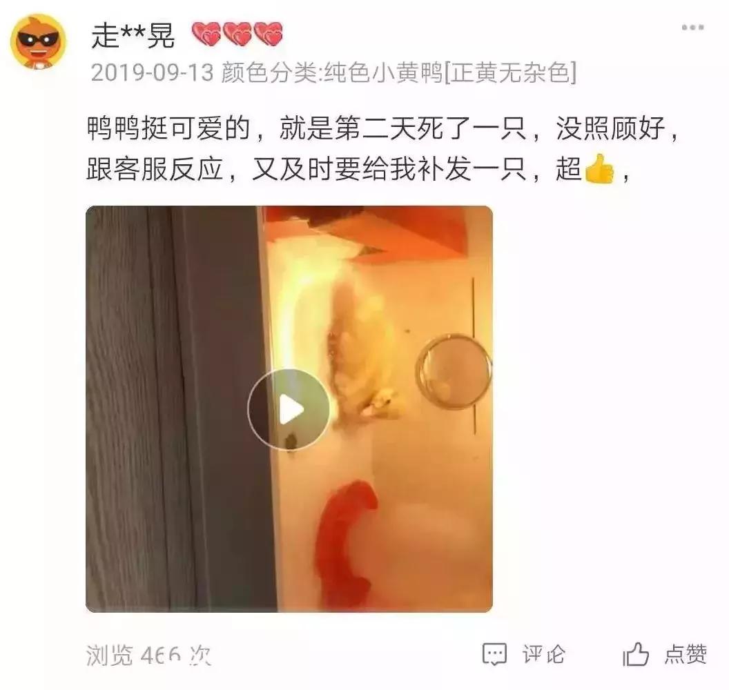 网上买宠物狗犯法吗,在网上购宠物有被骗的经历吗