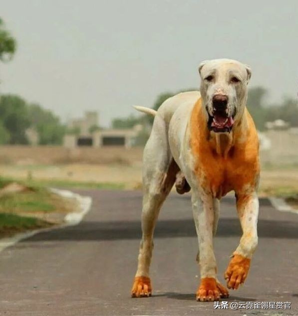 猛兽库达犬打架,猛兽库达犬性格