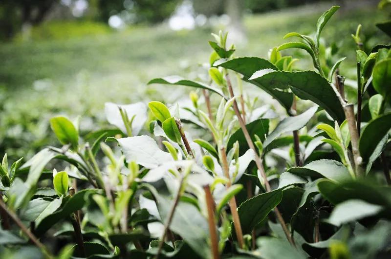 春风三四月,霄坑春茶不负卿