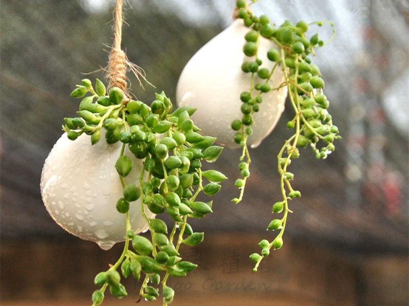 适合养瀑布的多肉,多肉悬崖瀑布怎么养