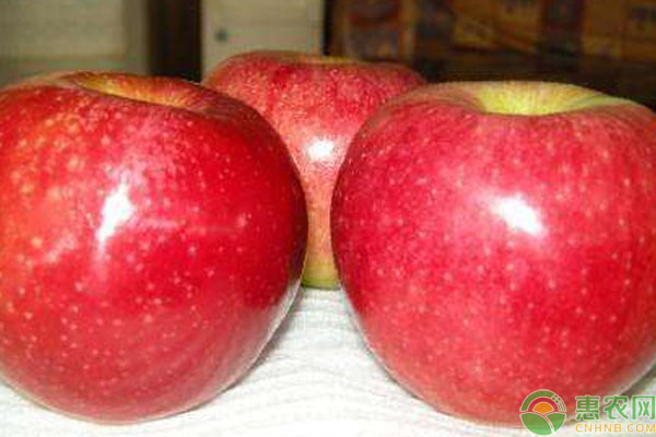 目前苹果最新品种好吃是哪种,这五种水果难得一见