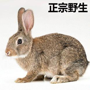 兔子做过什么不可思议的事,当兔子遇到小主人会怎样