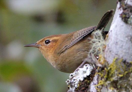 广东常见鸟类图谱和名称图文,东江揽胜鸟类
