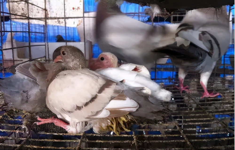 博金赛鸽丨鸽子关节肿胀是怎么回事