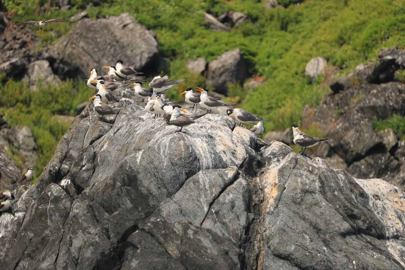 南澳岛看海完整版,南澳岛看海解读