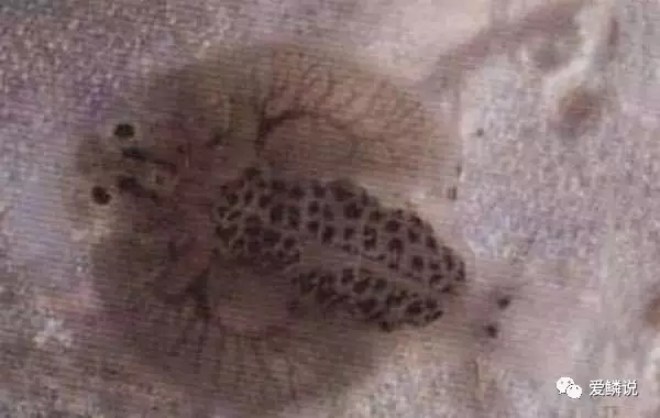 鱼虱是怎么长出来的,鱼虱为什么出现