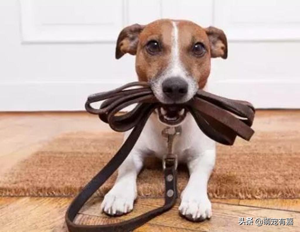 微量元素为什么能改善狗狗异食癖,异食癖宠物