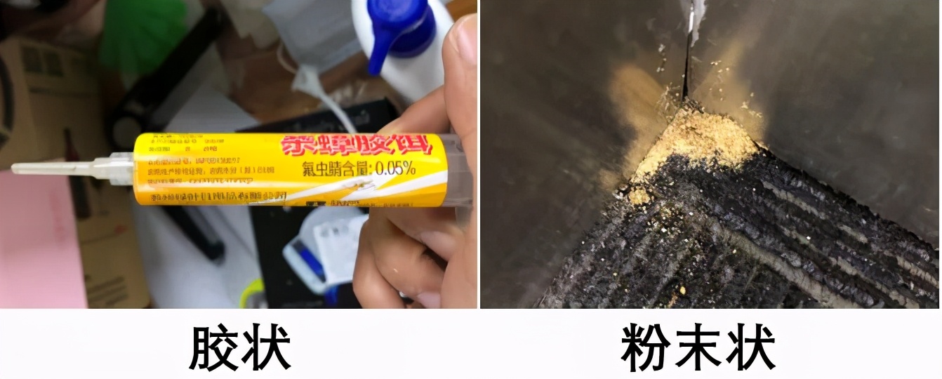 饮水机出了一只蟑螂怎么办,饮水机接出来的蟑螂能活多久