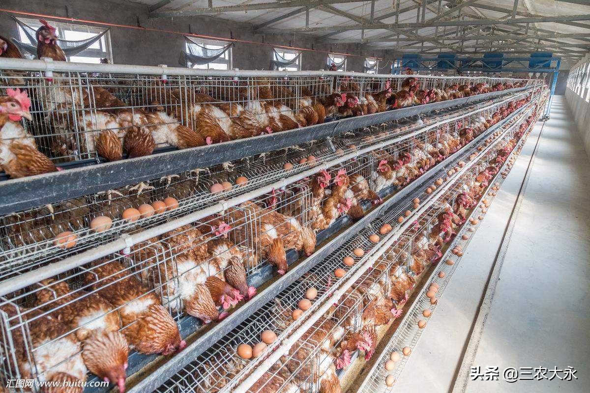 养殖场灭老鼠的最佳方法,养殖场治老鼠最好方法是什么