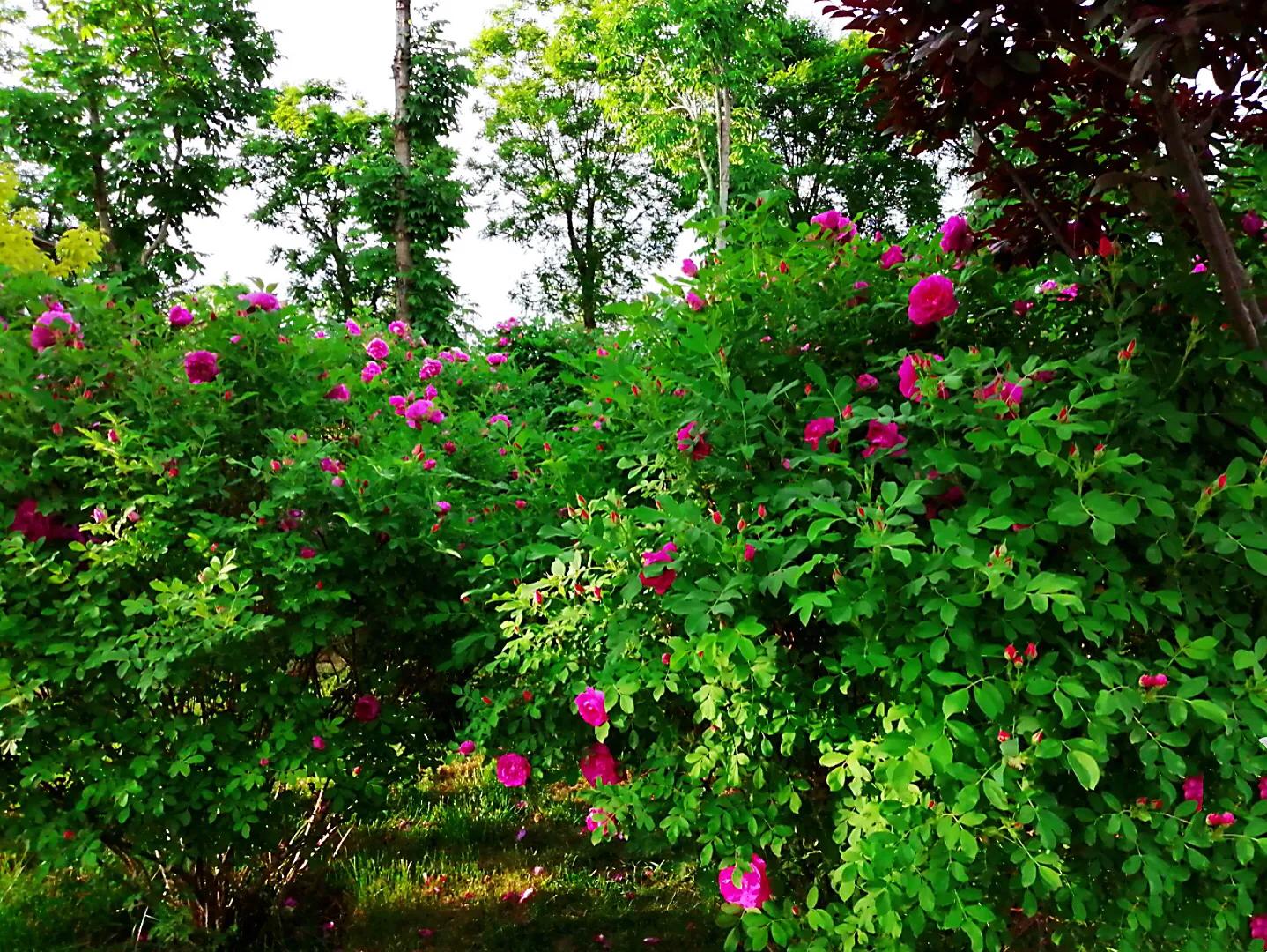 四季风玫瑰图,四季玫瑰造型树