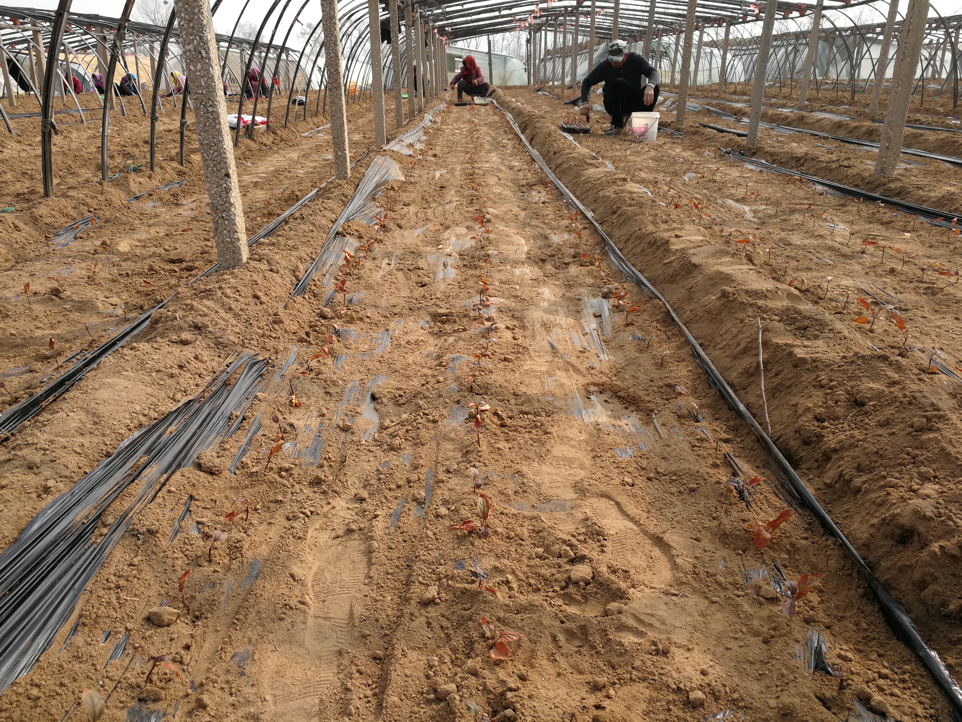 当年挂果山东烟台红富士苹果树苗,红富士苹果树苗芽变新品种介绍