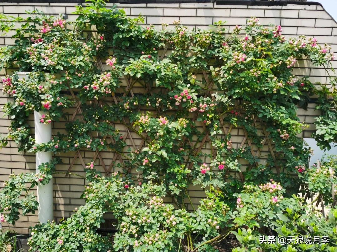 月季花是时候展现真正的技术了 (开春的第一波月季花就这么过去了)