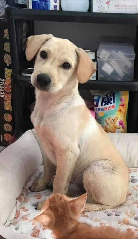 为了不让爷爷孤单，领养了一条狗狗，半年后：这是喂的猪饲料？