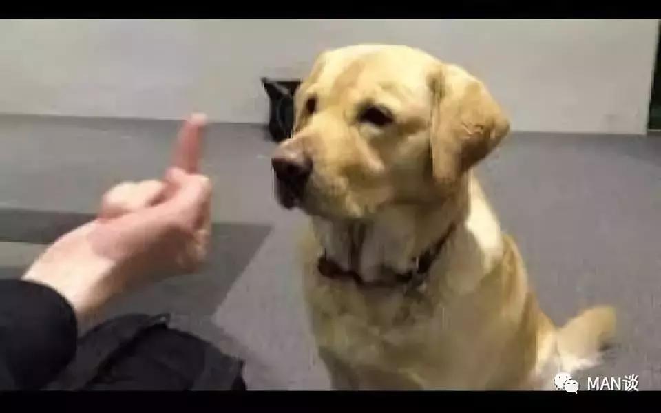 比悲伤更悲伤的故事在哪看,比悲伤更悲伤的故事看哭观众