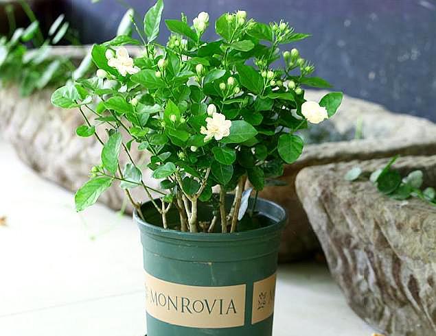 养老桩茉莉花，“半死不活”太愁人？这样去处理，焕发“新生机”