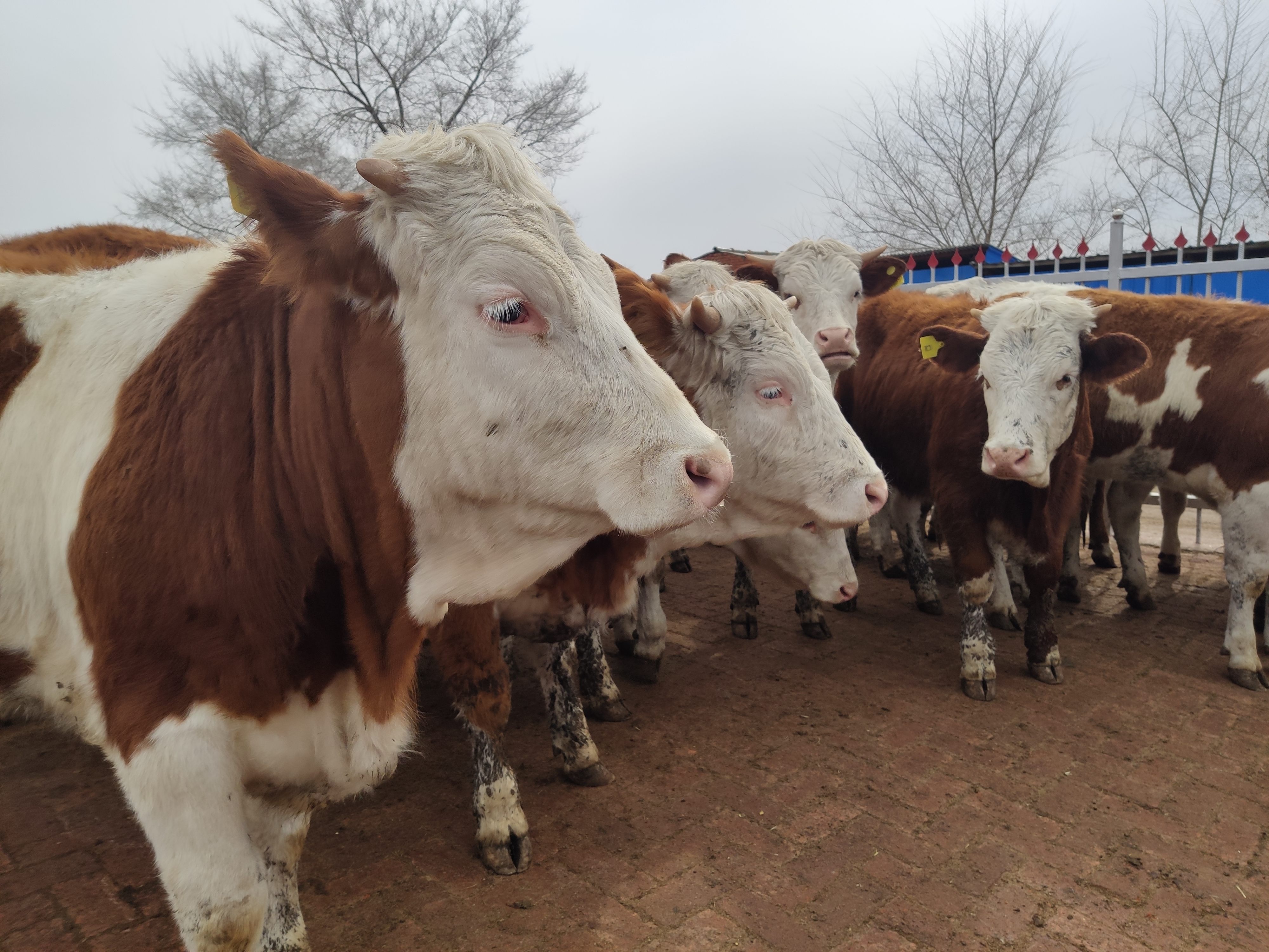 怎么预防母牛胎衣不下,母牛弱胎怎么解决