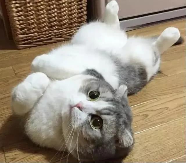 用猫方式对待猫,用手抚摸猫