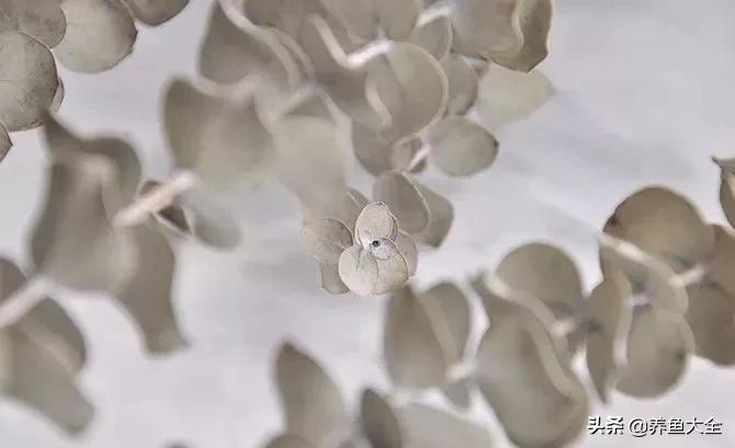 8种能做干花的鲜花，男朋友送的花就这么做