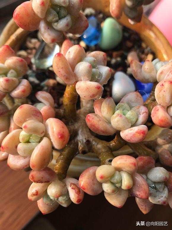 多肉七天内的生长变化,多肉变黄脱落什么原因