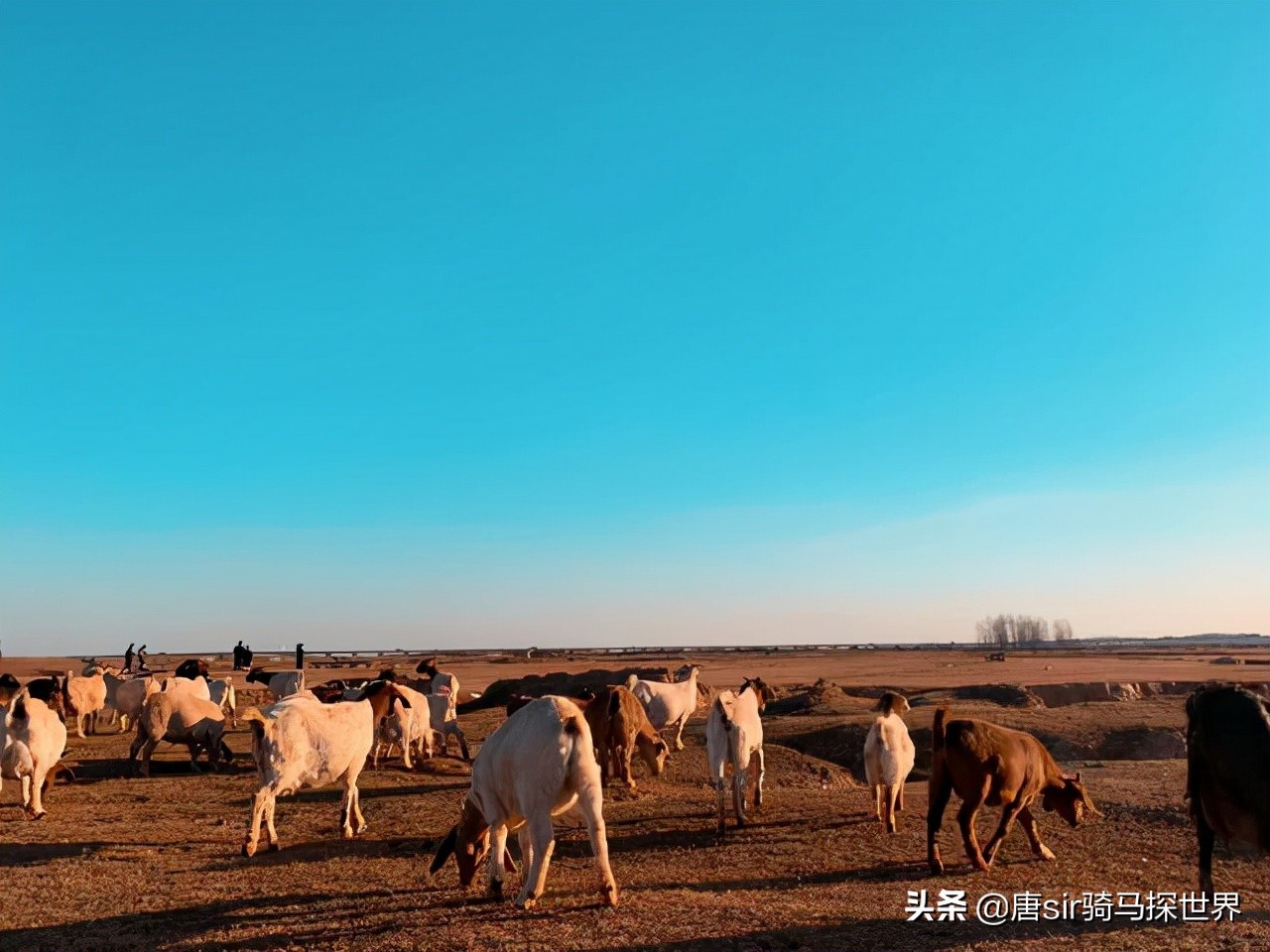 呼伦贝尔大草原旅游看羊群,打卡南昌呼伦贝尔大草原